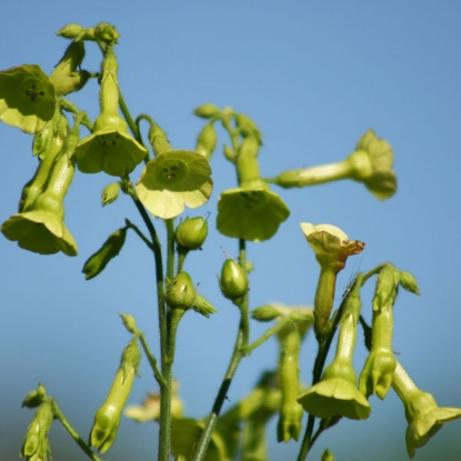 Picture of Nicotiana - Langsdorffii